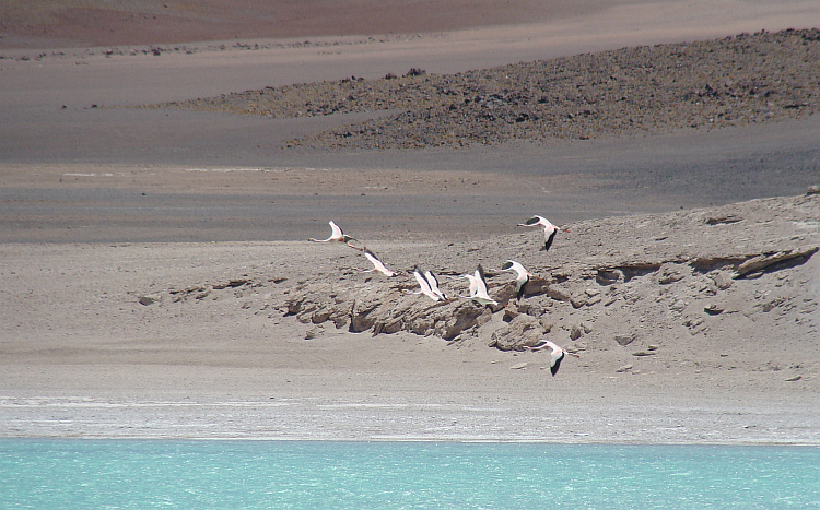 Flamingo's boven de Laguna Verde