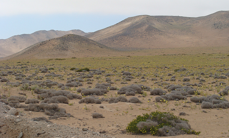 'Flowering Desert' tussen Copiapó en La Serena