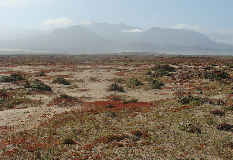 Landschap bij Punta de Choros