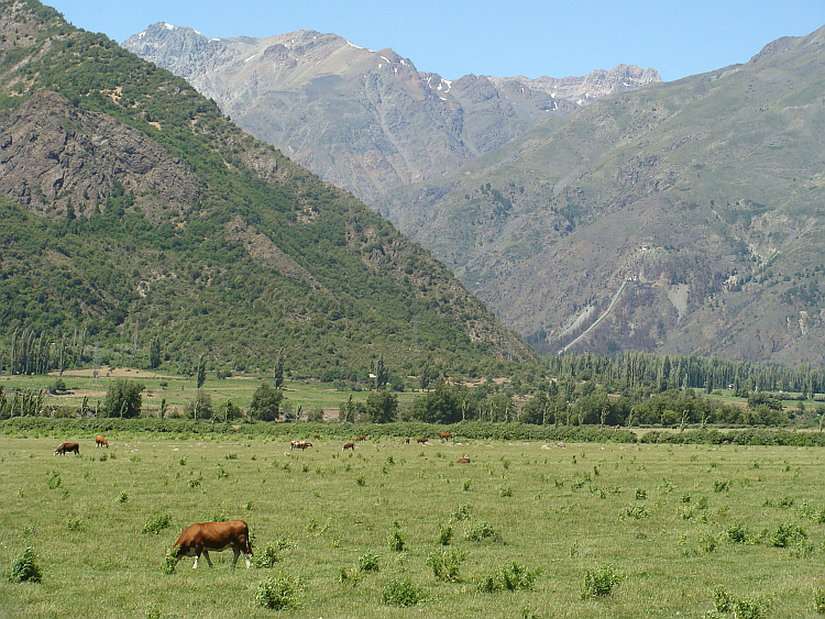 On the way to the Paso de Pehuenche