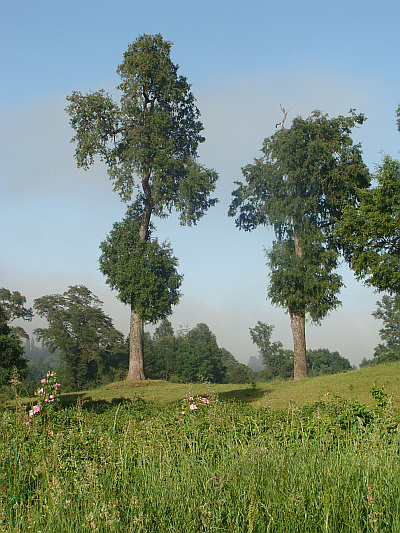 Landscape between Victoria and Curacautín