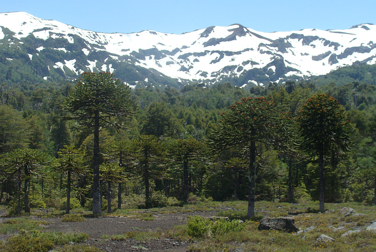 Landscape with Araucaria trees