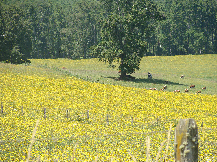 Landscape between Melipeuco and Villarica