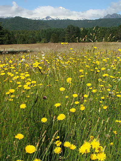 Landscape between Pucón and Currarrehue