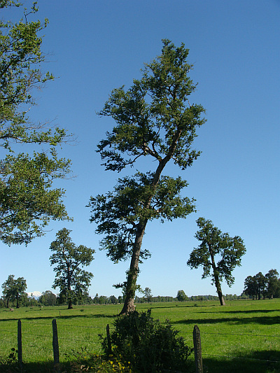 Between Osorno and Puerto Octay