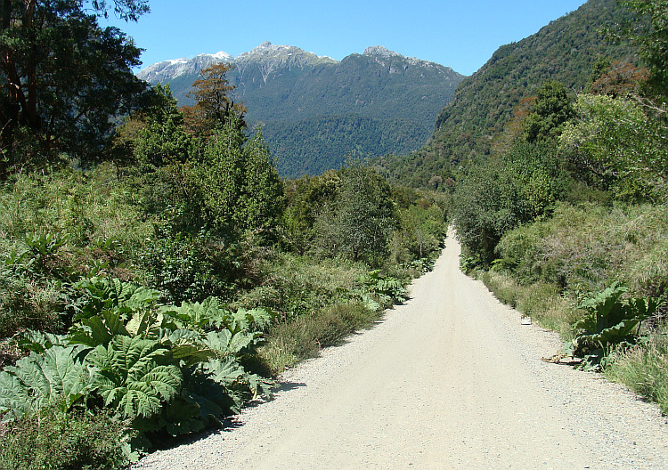 Cold rain forests in the Parque Nacional Queulat