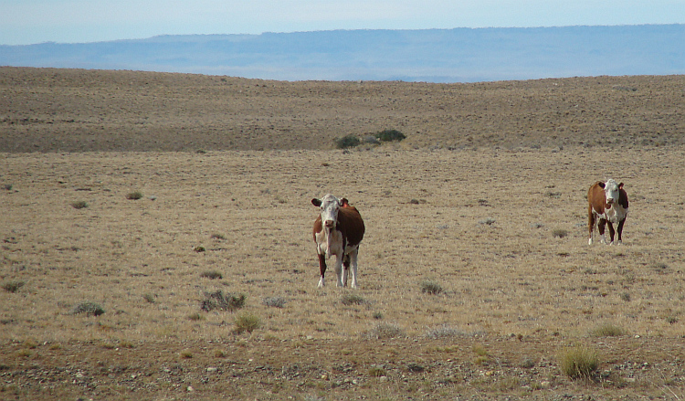 Argentinian cows on the pampas