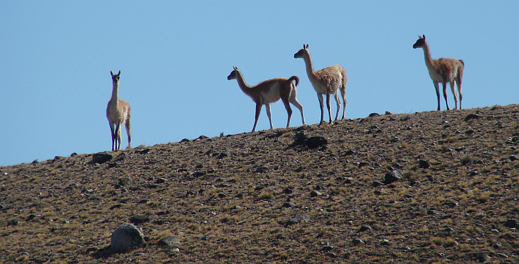 Guanaco's langs de Ruta 40