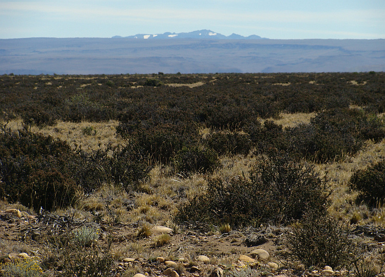 Pampas along the Ruta 40