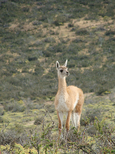 Guanaco in het nationale park