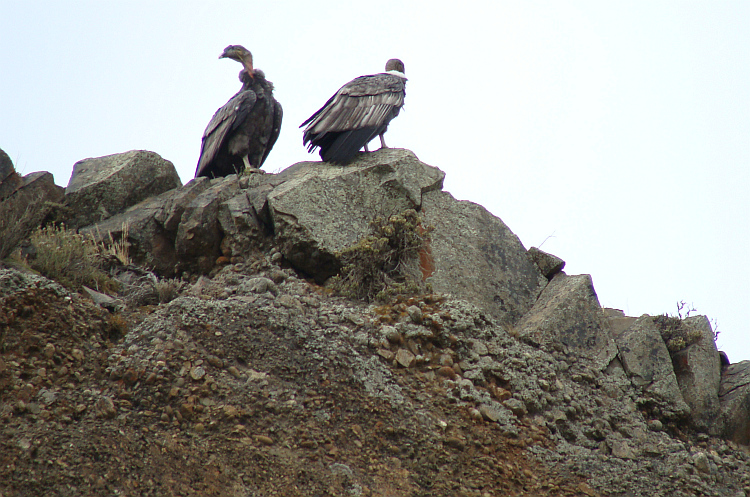 Twee condors