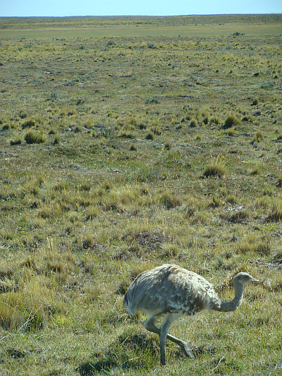 A ñandú