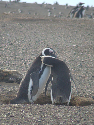 Penguins