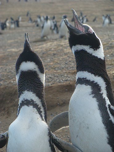 Penguins