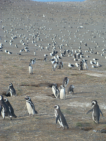 Penguins