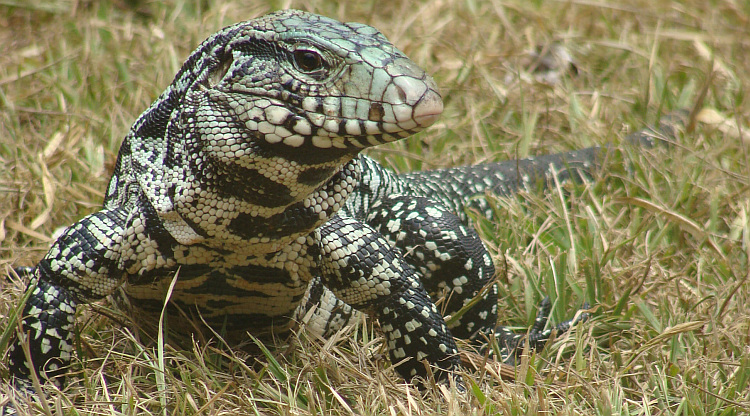 Mega-hagedis in Iguazú