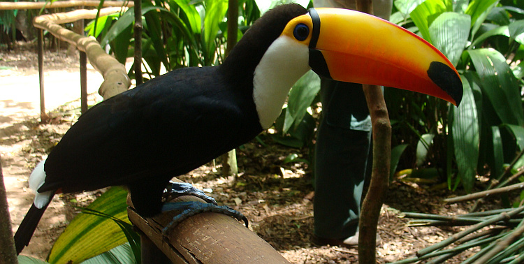 Toekan in Iguazú