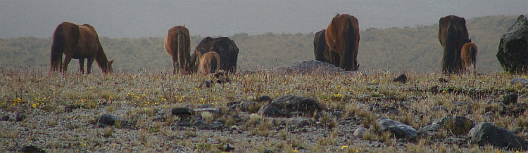 Horses on the páramo