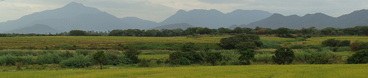 Rijstvelen in Noord Peru