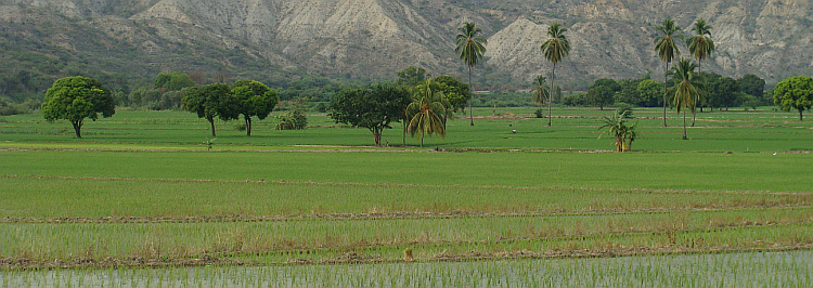 Rijstvelen in Noord Peru