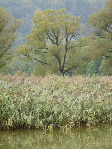 Tussen Sarmingstein en Grein