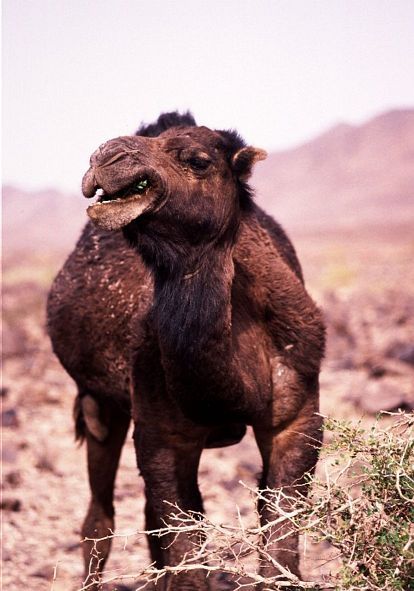 Dromedaris. Zagora-Tazzarine Road