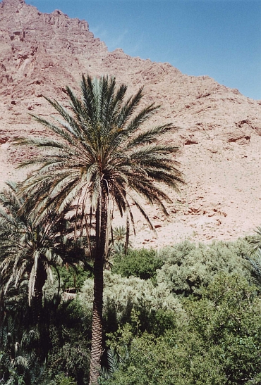 Palmboom in de Todravallei