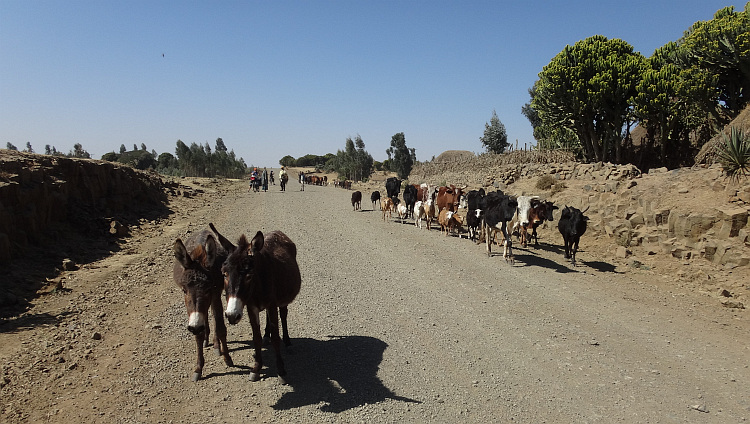 De weg van Muke Turi naar Alem Ketema