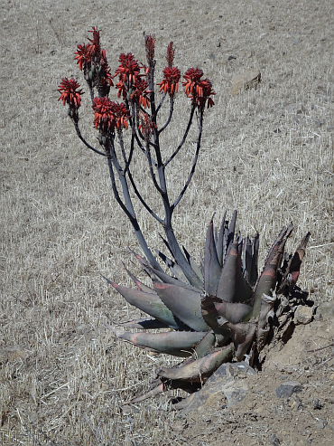 Cactus op de weg naar Dessie