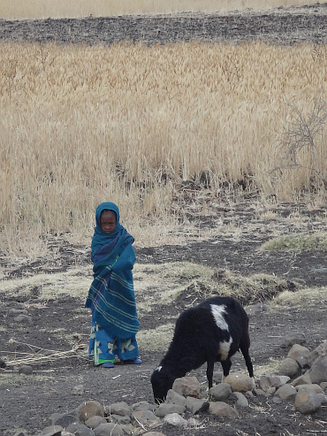 Child/shepherd of the plateau