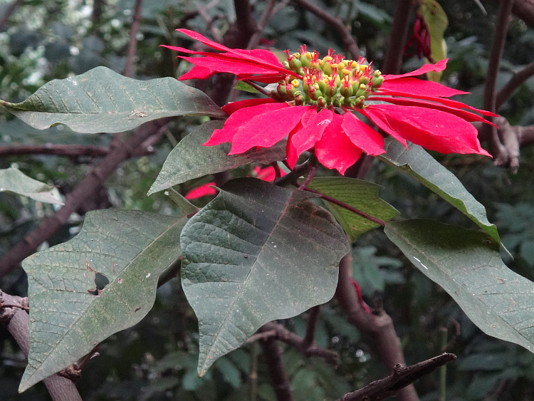 Bloem in Lalibela