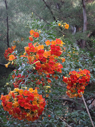 Bloem in Lalibela