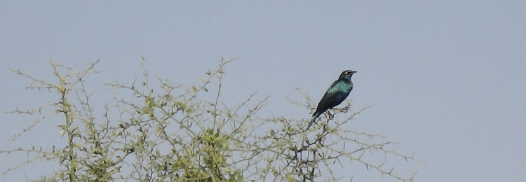 Abyssinian flycatcher in de tweede kloof