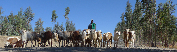 Geiten op de weg