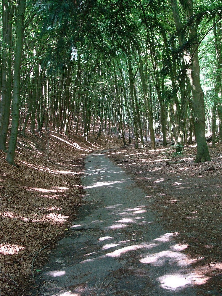 Het 'Italiaanse weggetje' bij Doorwerth in de Veluwe