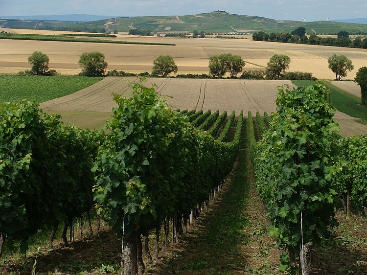 Landscape near Wörrstadt, Germany