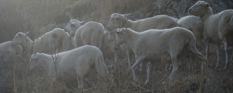 Schapen van Sardinië