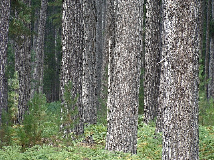 Forest on the way to the Col de Vergio