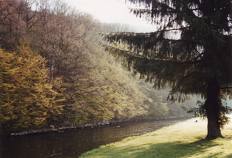 Morning dew, Belgian Ardennes