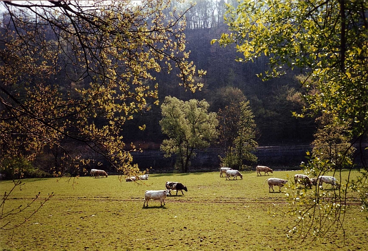 De Belgische Ardennen