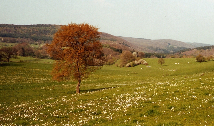 Belgian Ardennes