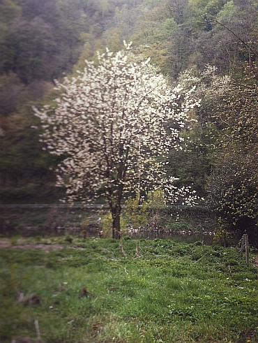 Belgian Ardennes