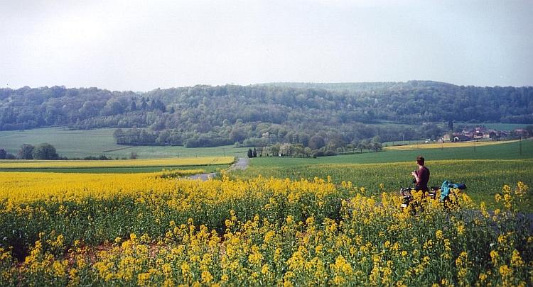 Marco between the flowers, France