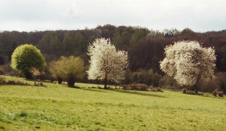 Blossom, Morvan