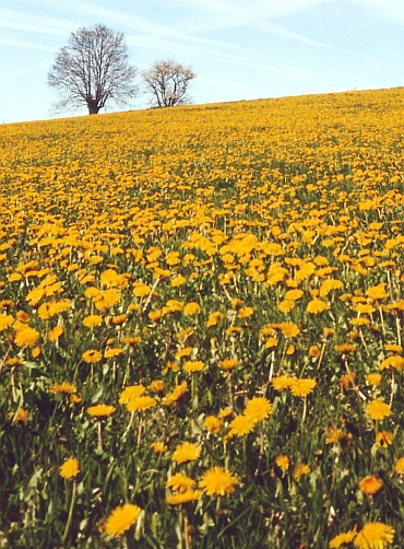 Flowers of the Auvergne