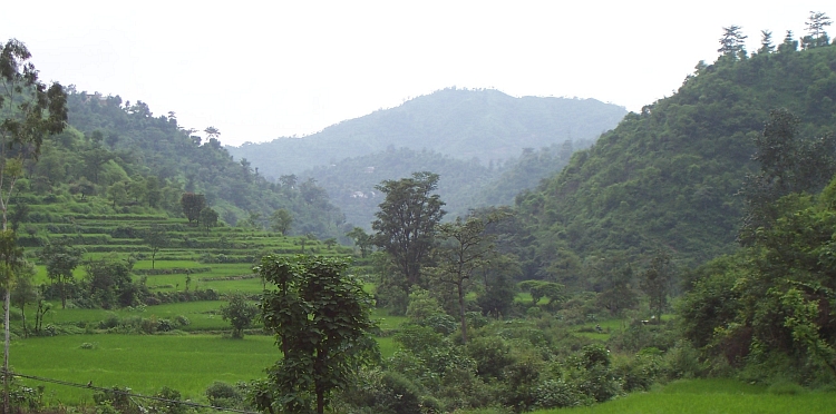 Rice Fields