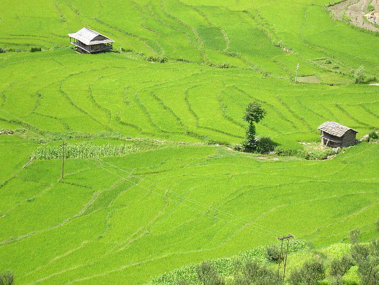 Rice fields in the Kullu Valley