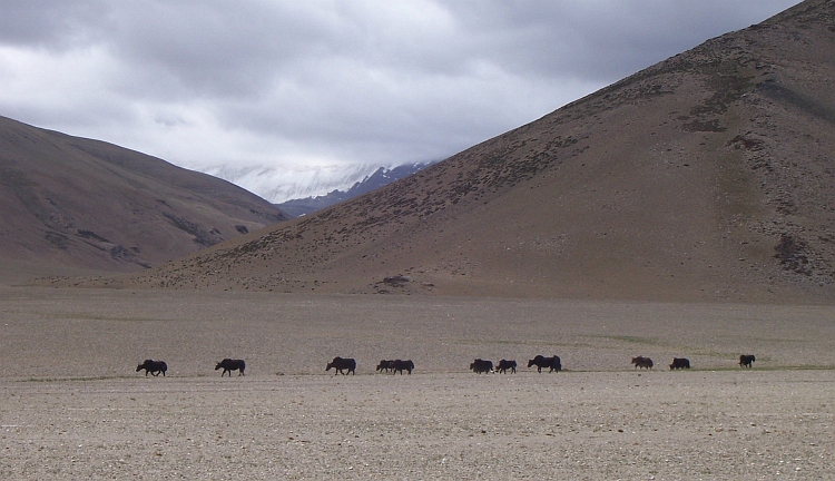 Yaks op de Morey Plains