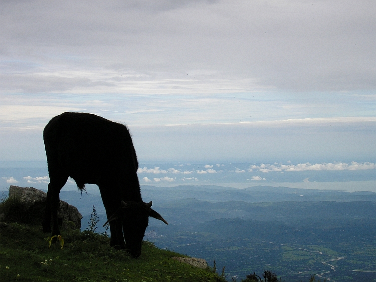 Triund