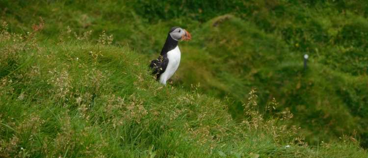 Puffin on the Vestmannaeyjar Islands